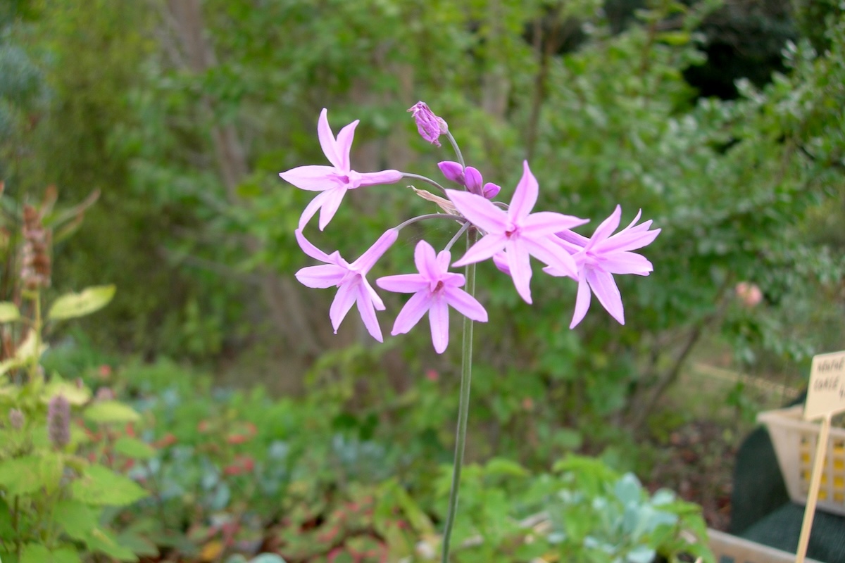 Tulbaghia Violacéa