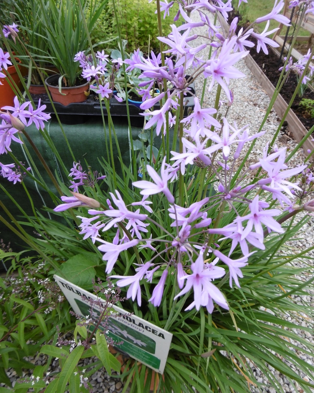 Tulbaghia Violacéa