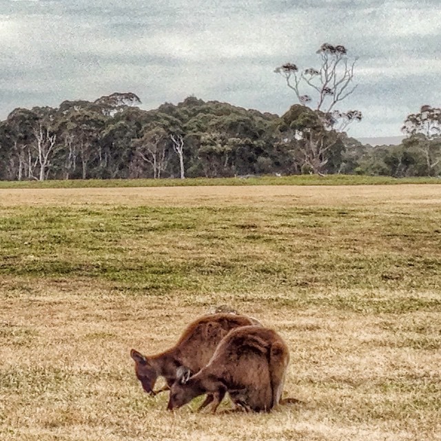 Like a dream #kangarooIsland