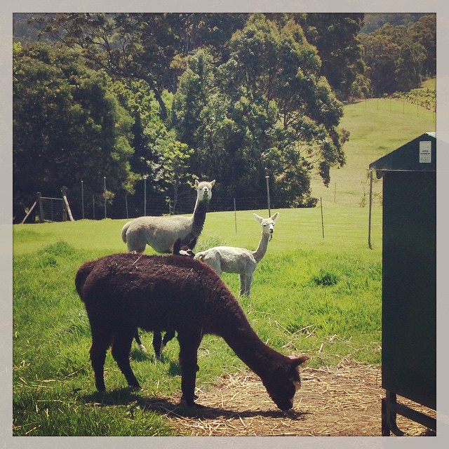 Nouveaux amis australiens ; les alpagas