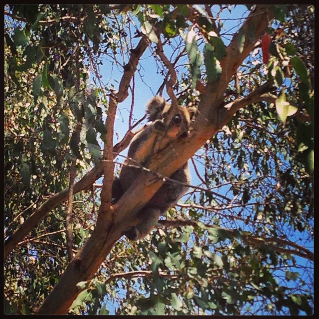 Koala - Kangaroo Island