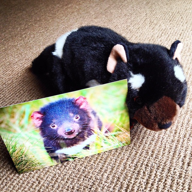 Hiiiii ! J'ai trouvé TAZ #DiableDeTasmanie #discoverTasmania #visitTasmania