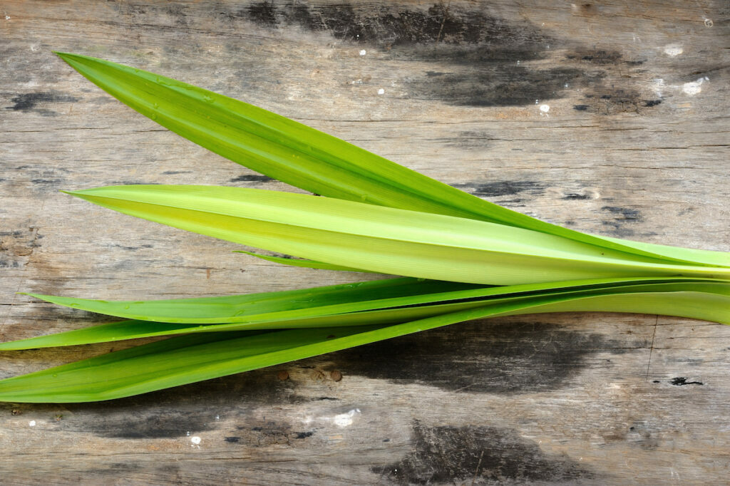 Feuilles de Pandan © SOMMAI - shutterstock