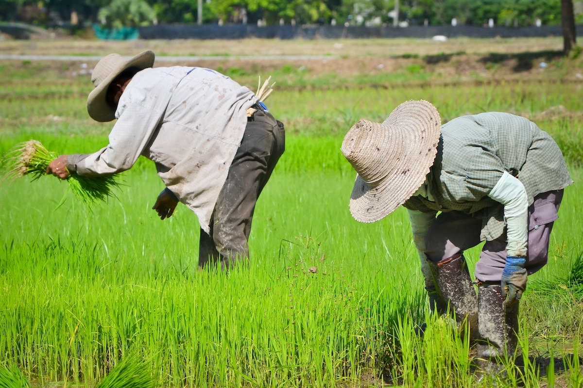 farmer working planting rice in farm of Thailand southeast asia