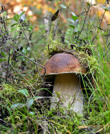 Cepe ©Sergey Uryadnikov shutterstock