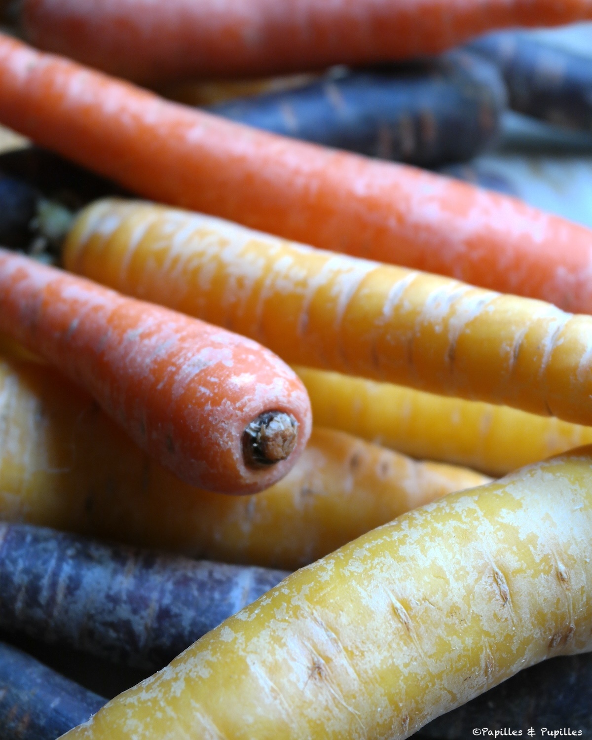 Carottes anciennes de plusieurs couleurs, prêtes à cuisiner