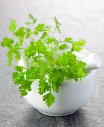 Cerfeuil ©CGissemann shutterstock