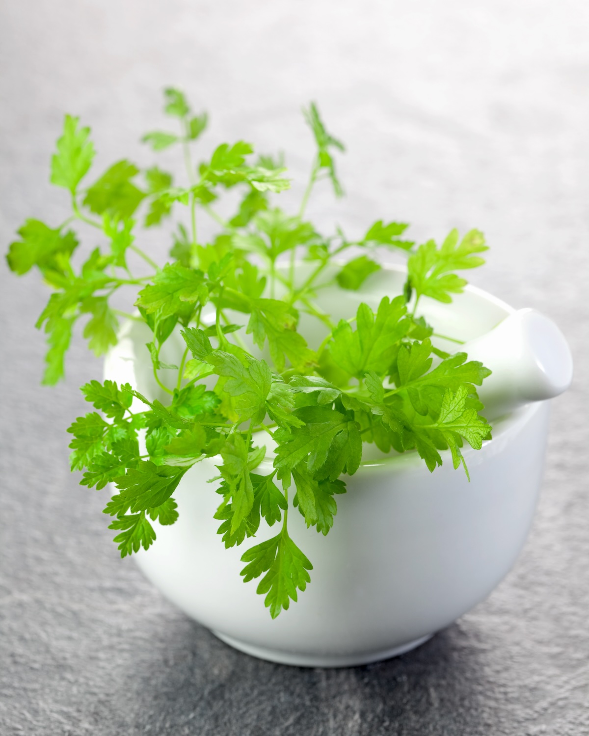 Cerfeuil ©CGissemann shutterstock