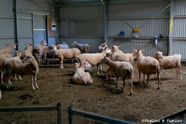 Etable - Pecora Dairy