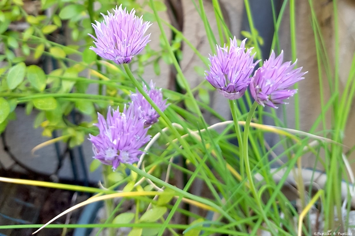 Fleurs de ciboulette