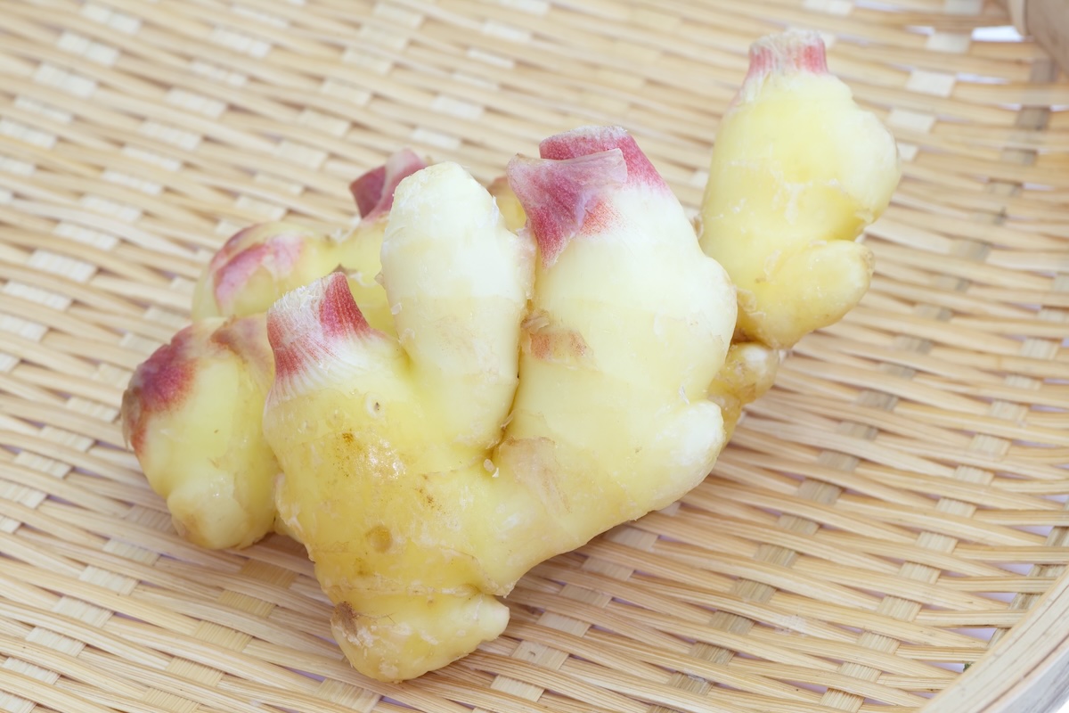 Jeune racine de gingembre ©shutterstock