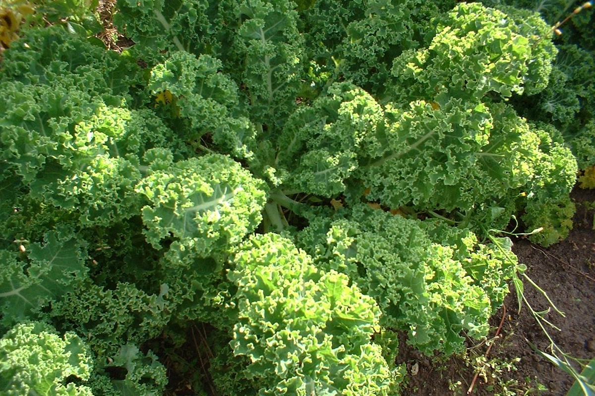 Kale en pleine terre