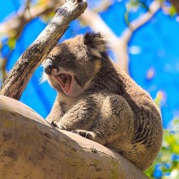 Koala - Victoria's Great Otway National Park ©greatoceanroad