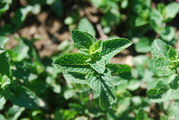 Menthe (c) Gael Monnerat Licence by-nc-nd 2.0