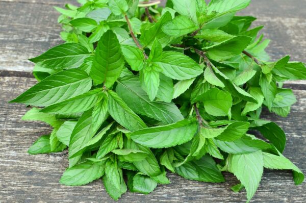 Menthe poivrée ©AleksandarMilutinovic shutterstock