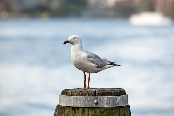 Mouette Sydney ©Mykhaylo Palinchak shutterstock