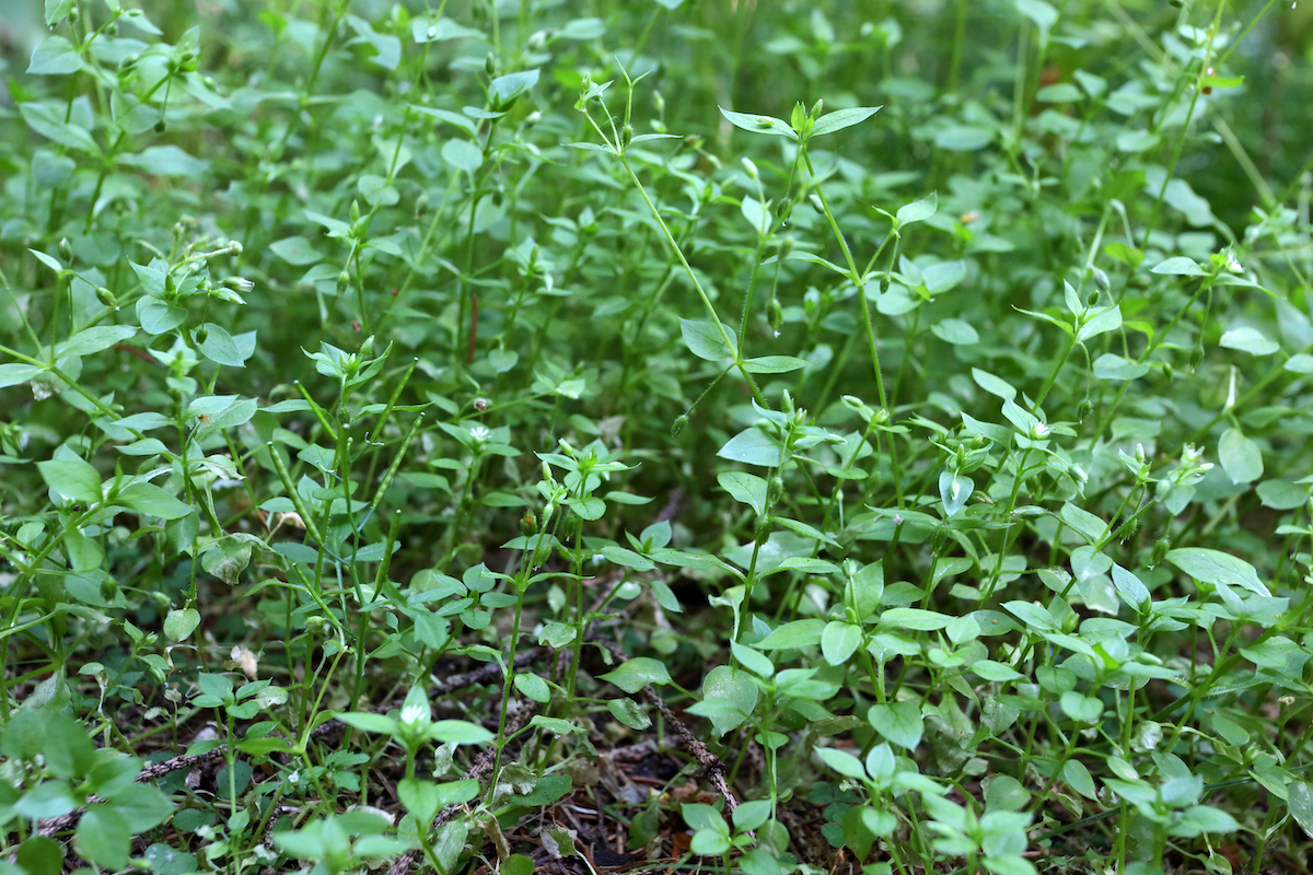Mouron des oiseaux ©Bildagentur Zoonar GmbH shutterstock