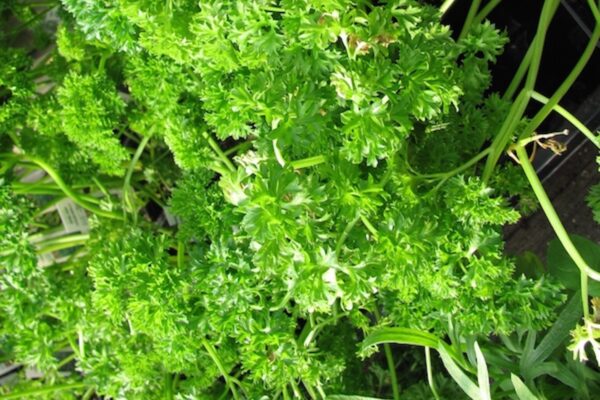 Persil frisé (c) Serres Fortier licence CC BY 20