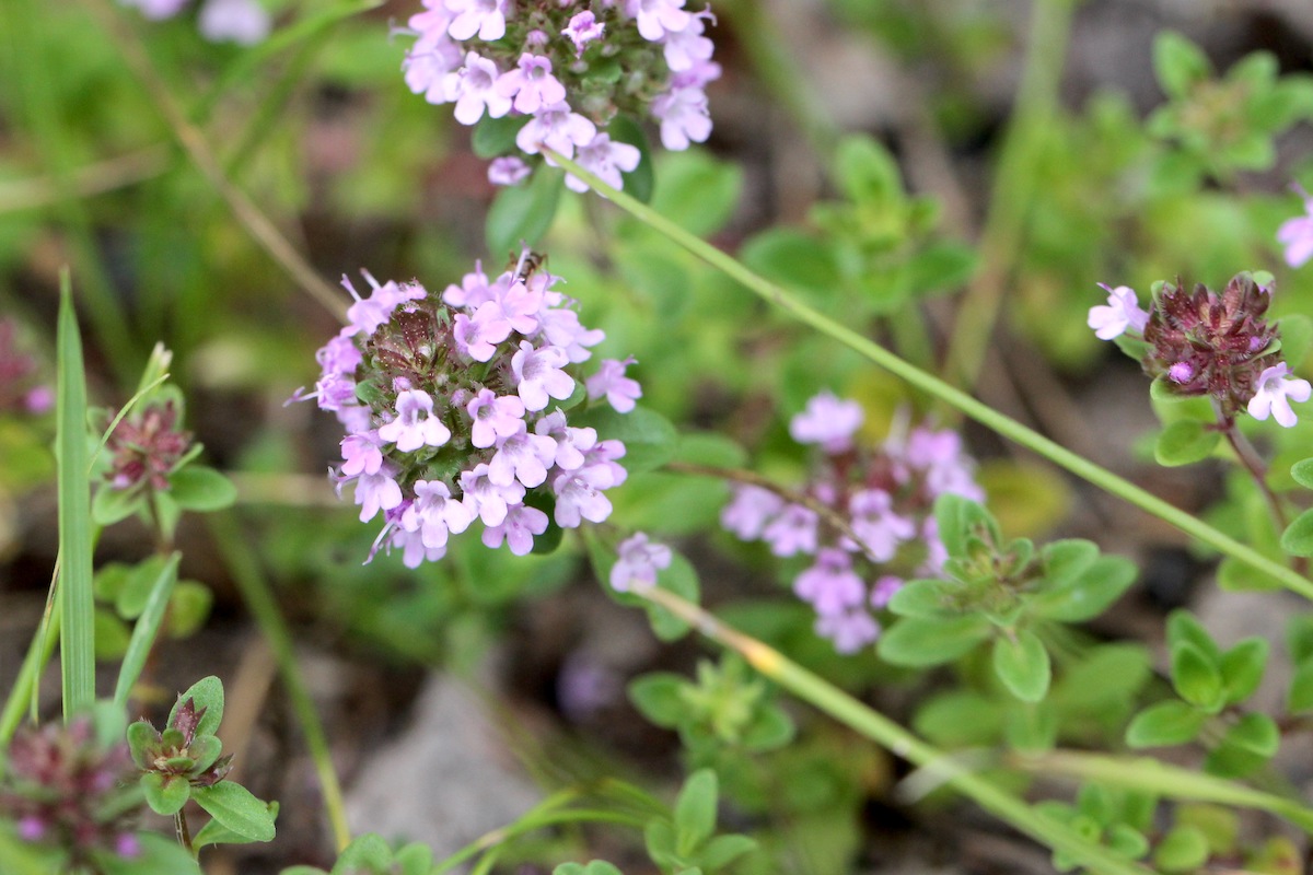 Thym Serpolet ©Jean-Marie Van der Maren CC BY-ND 2.0