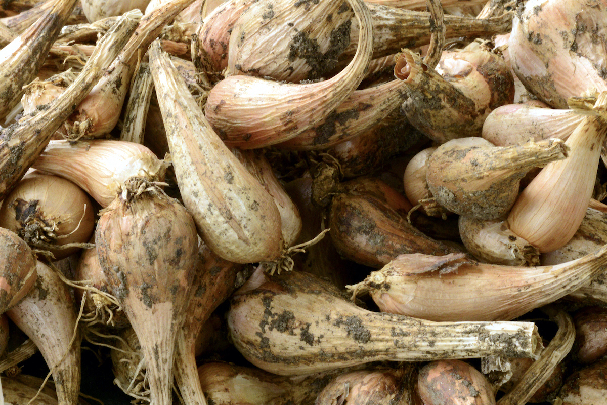 Echalotes grises ©Stephen Melkisethian CC BY-NC-ND 2.0