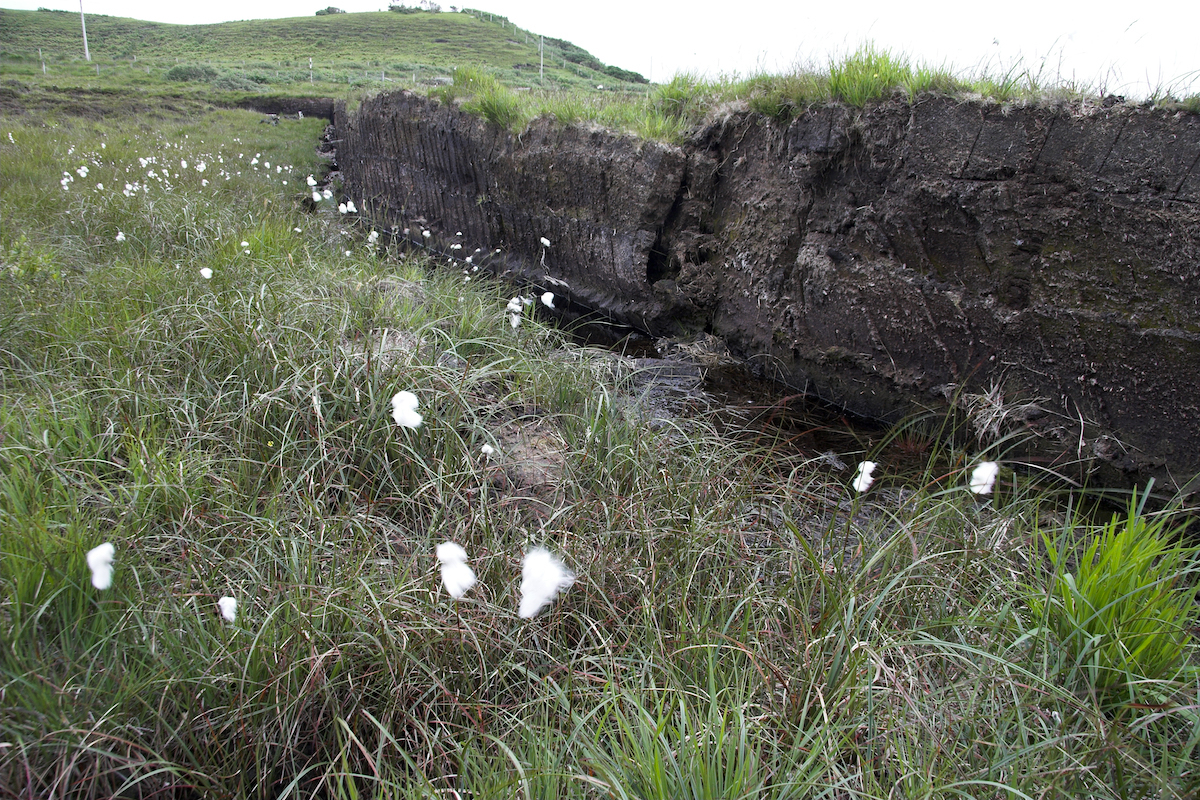 Tourbe ©Klaus Rainer Krieger shutterstock
