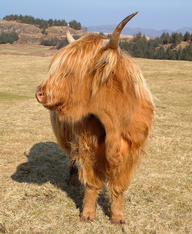 Coiffure incroyable des Highland Cattle