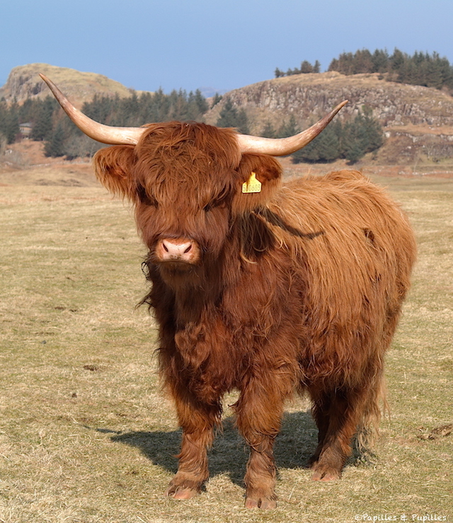 Highland Cattle
