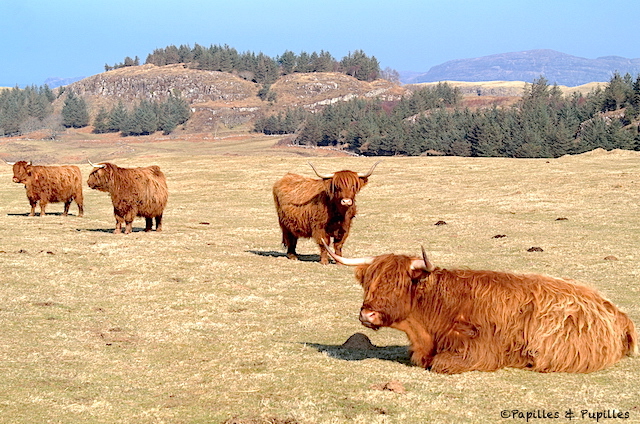 Highland Cattle