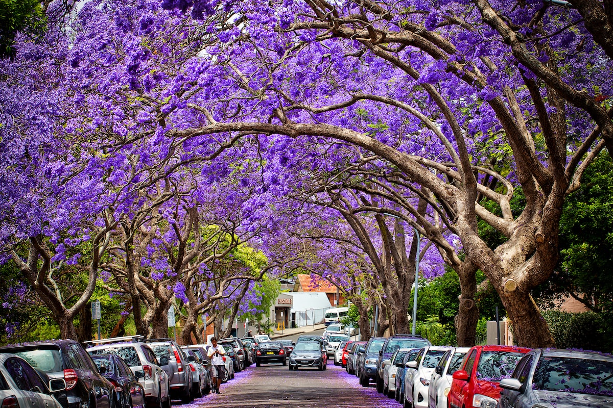 Jacaranda ©PomInOz shutterstock