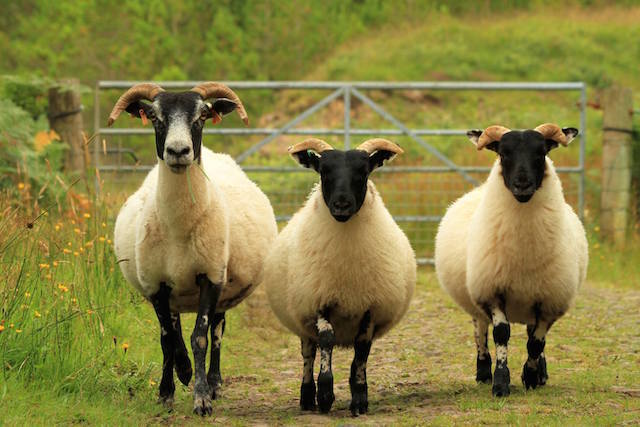 Les moutons à tête noire de Glengorm Castle