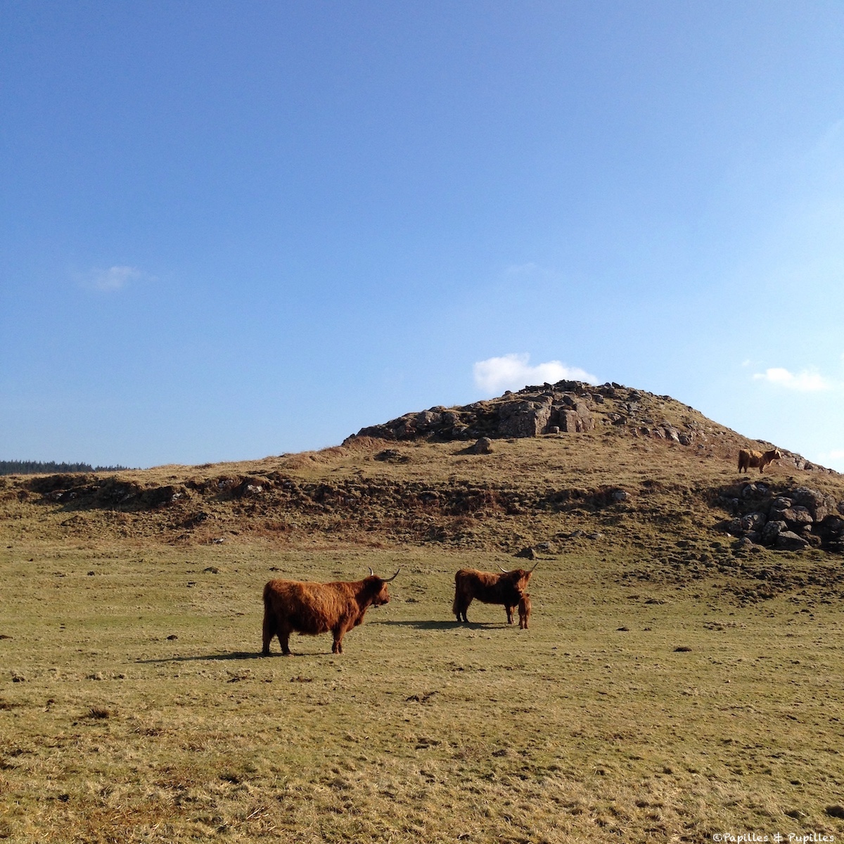 Highland Cattle - Mull