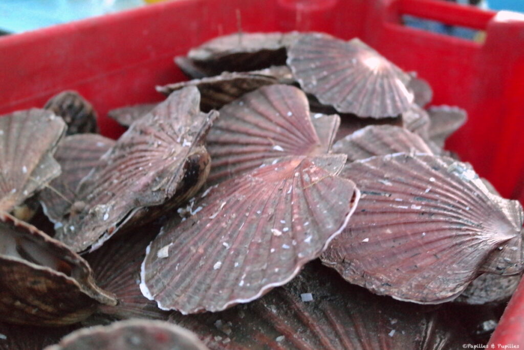 Saint Jacques de plongée