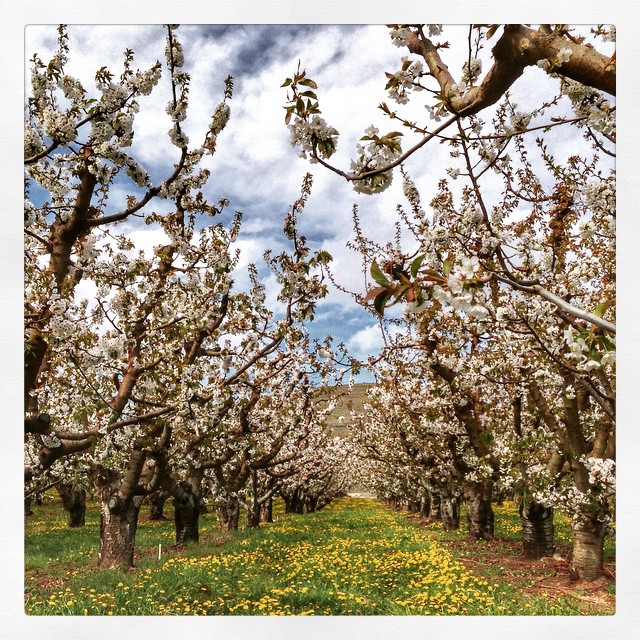 L'état de Washington et ses cerisiers en fleurs