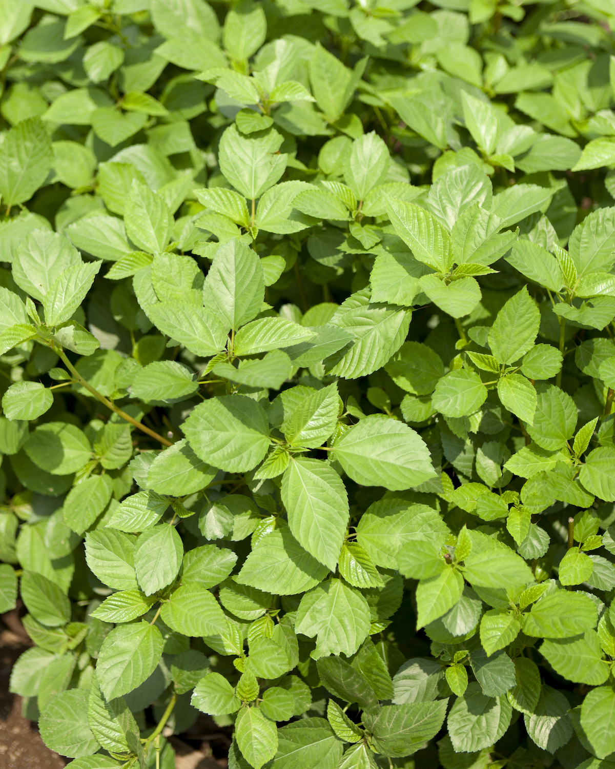 Feuilles de Molokhia ©KPG_Payless shutterstock