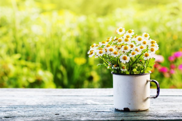 Marguerites ©iravgustin shutterstock