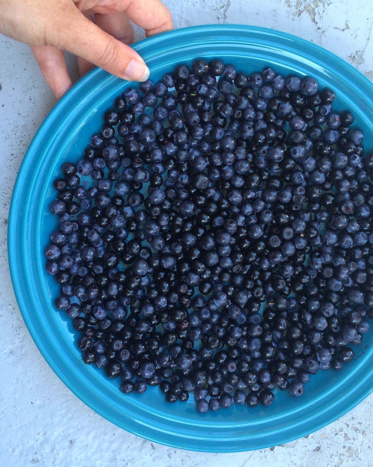 Myrtilles ©Ekologiskt_Skafferi CCO Pixabay 