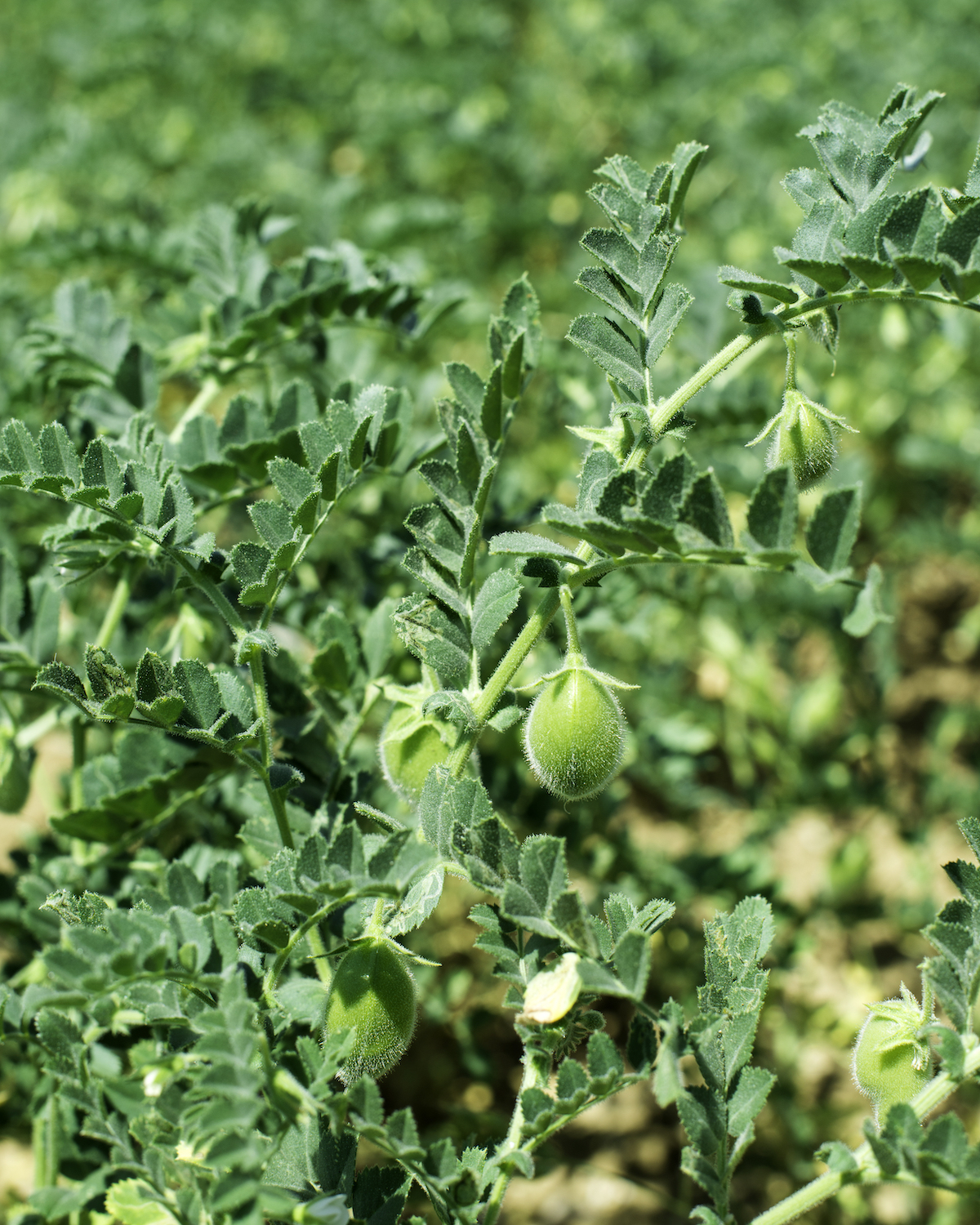Plante de pois chiche avec gousses en formation