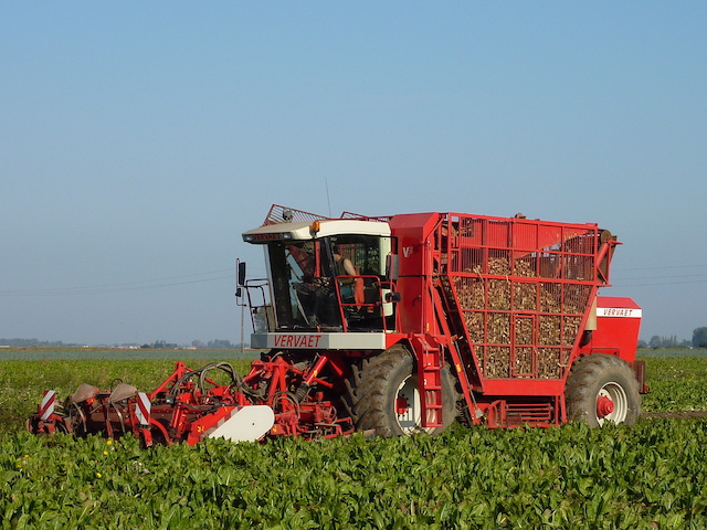 Dans les champs de chicorée ©Chicorée Leroux