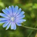 Fleur de chicorée ©GeniusKp shutterstock