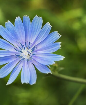 Fleur de chicorée ©GeniusKp shutterstock
