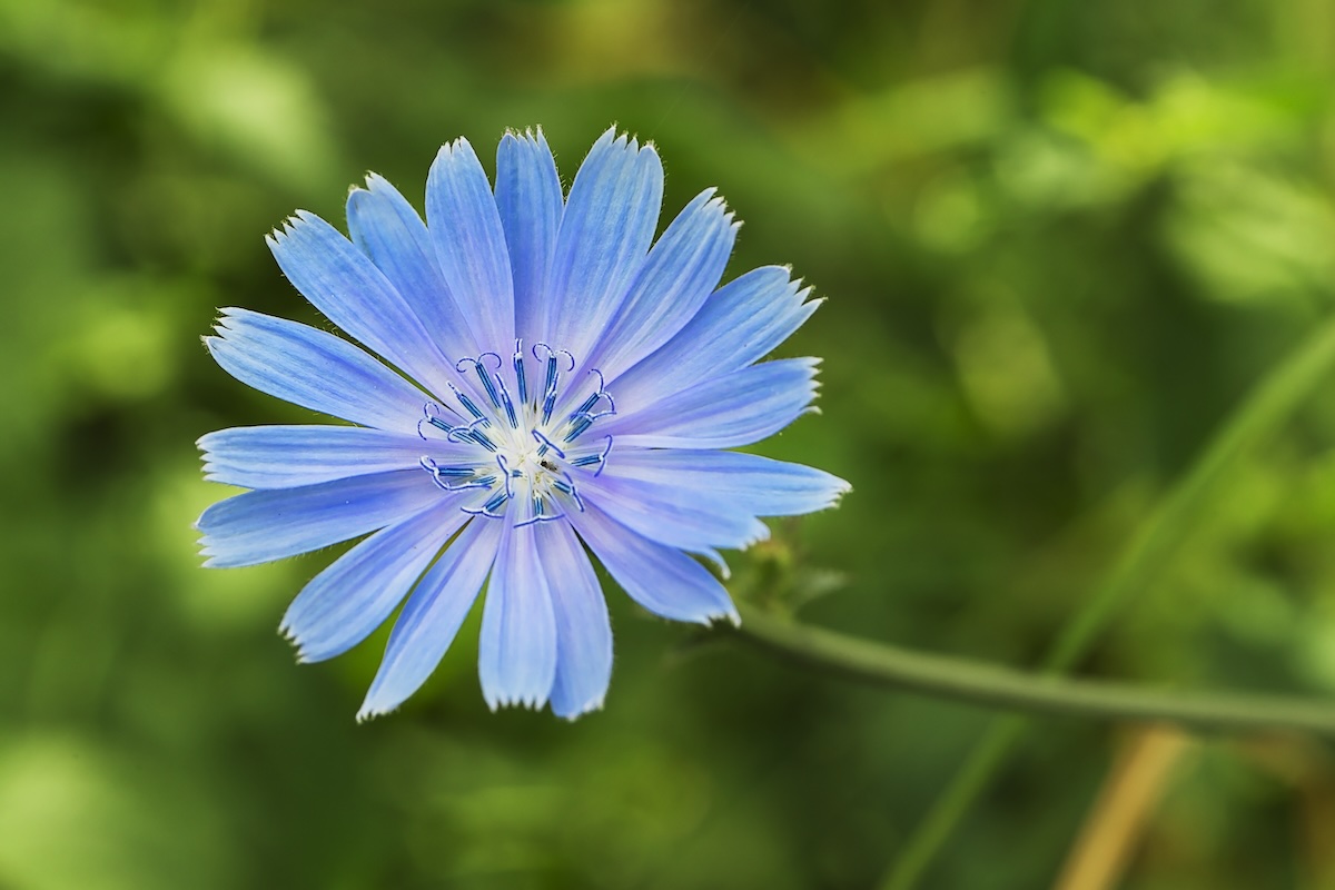 Fleur de chicorée ©GeniusKp shutterstock