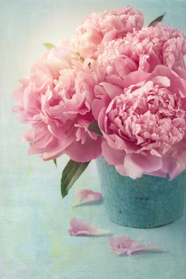 Pivoines ©Elena Schweitzer shutterstock