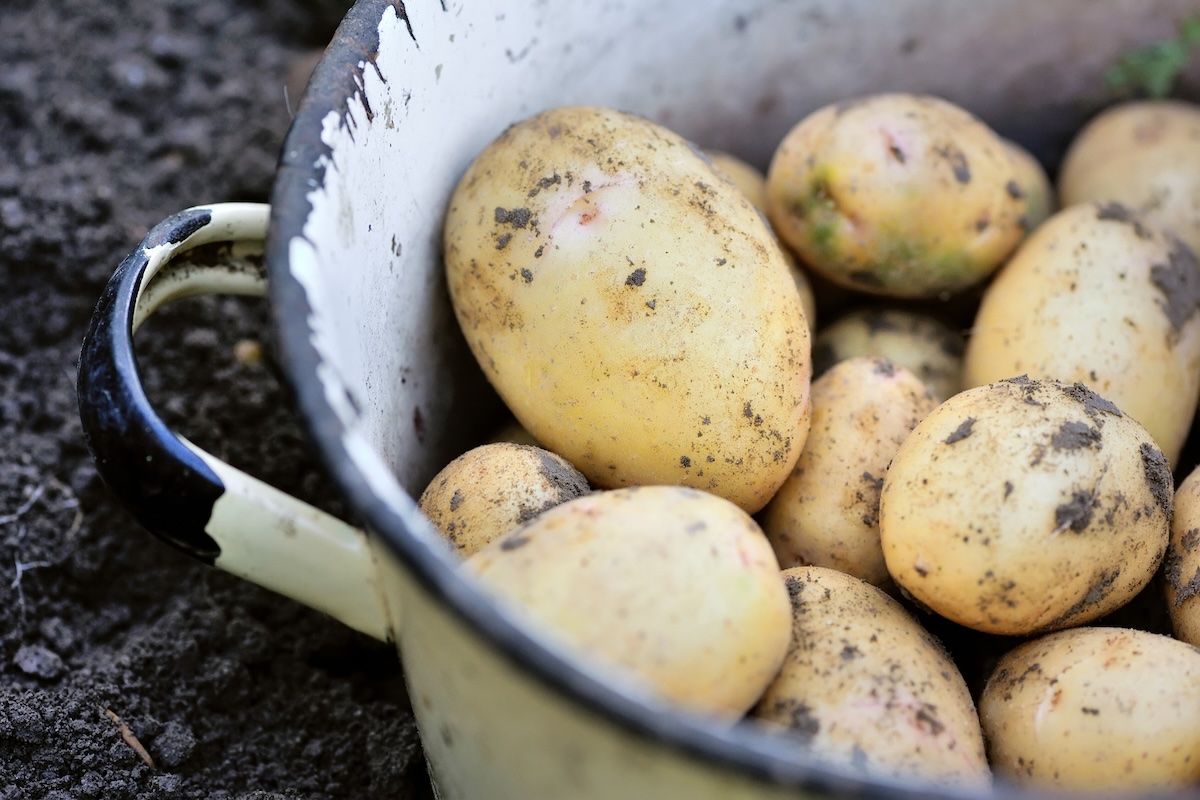 Pommes de terre nouvelles ©Nataliia Melnychuk shutterstock