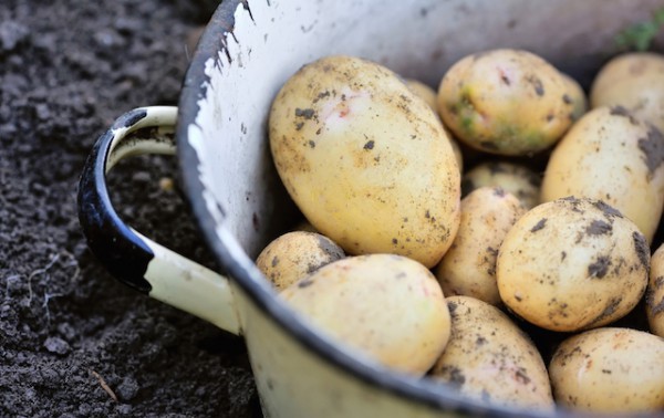 Pommes de terre nouvelle ©Nataliia Melnychuk shutterstock
