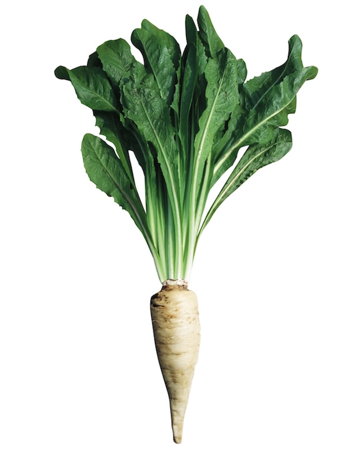 Racine de chicorée ©chicorée Leroux