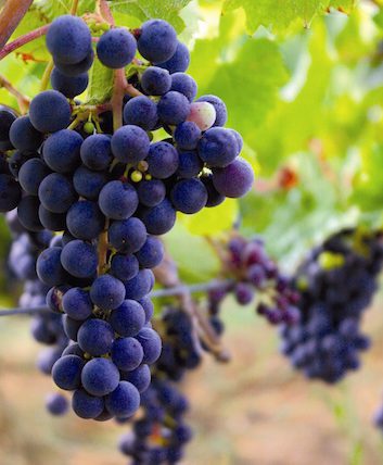Raisins ©TourismeBourg
