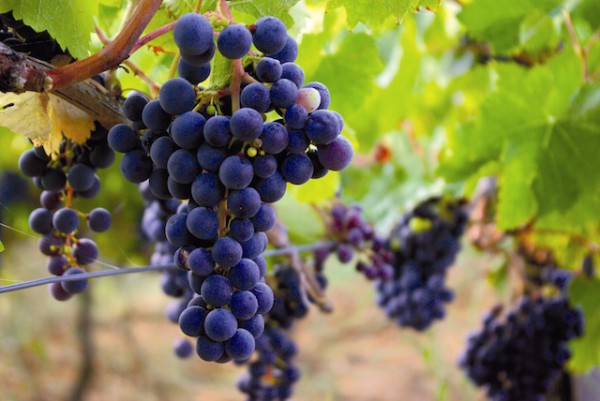 Raisins ©TourismeBourg