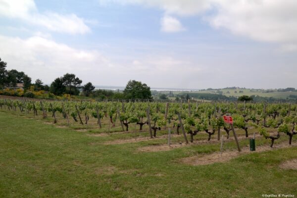 Vignes Château Mercier