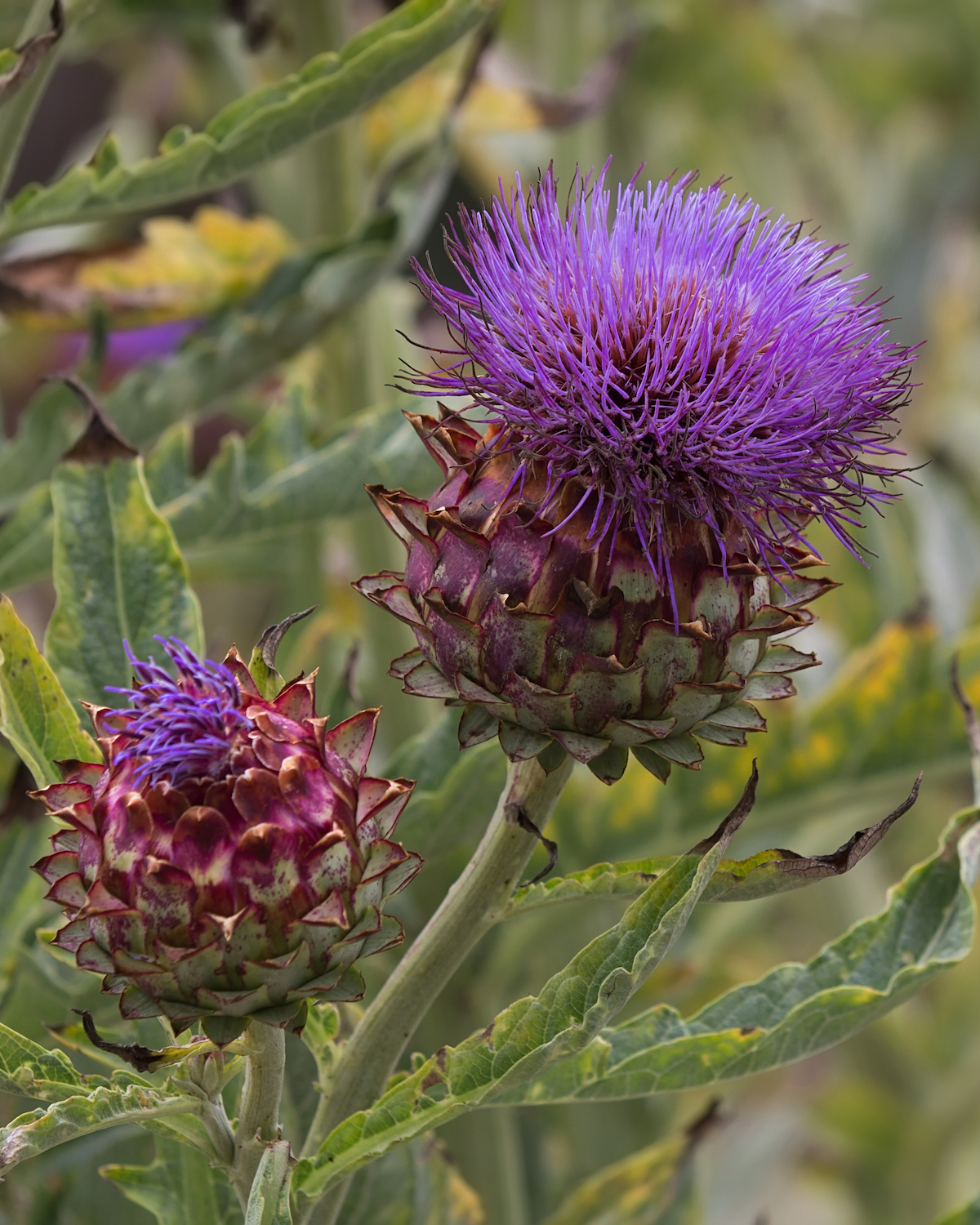 Close-up of cardoon (Cynara cardunculus) plant with flower and bud