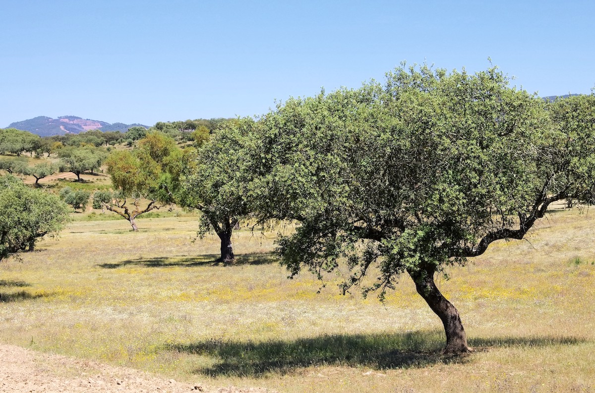 Dehesa ©Shutterstock